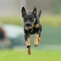 Thumbnail photo of Valkyrie #4