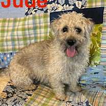 Thumbnail photo of Jude #2