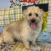 Thumbnail photo of Jude #3