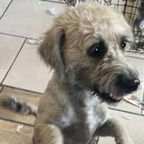 Thumbnail photo of Jude #4