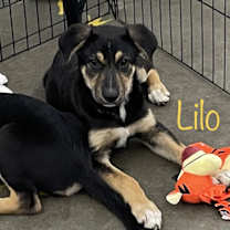 Thumbnail photo of Lilo & Stitch #1