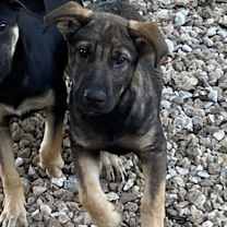 Thumbnail photo of Lilo & Stitch #2