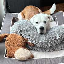 Thumbnail photo of BEAR #1