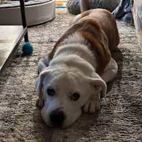 Thumbnail photo of BEAR #4