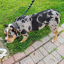 Thumbnail photo of Lucy #2