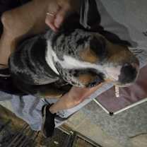 Thumbnail photo of Lucy #3