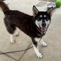 Thumbnail photo of Jojo #1