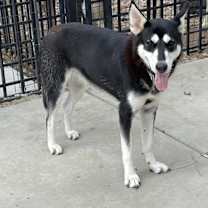 Thumbnail photo of Jojo #2