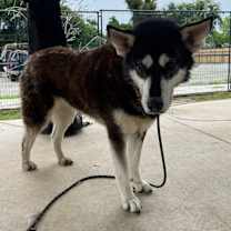 Thumbnail photo of Jojo #3