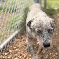 Thumbnail photo of Rocky #2