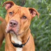 Thumbnail photo of Malibu #2