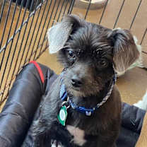 Thumbnail photo of Tater Tot (Dallas) #4