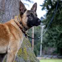 Thumbnail photo of Kilo #4