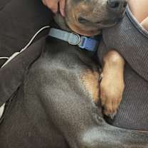 Thumbnail photo of Drako #2