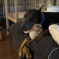 Thumbnail photo of Drako #3