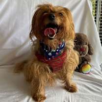 Thumbnail photo of SNOOP #4