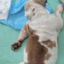 Thumbnail photo of Dovie #4