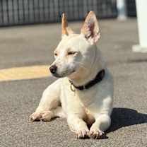 Thumbnail photo of Bbibbi #4