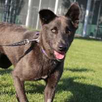 Thumbnail photo of Stella #2