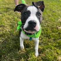 Thumbnail photo of Lilith  #3