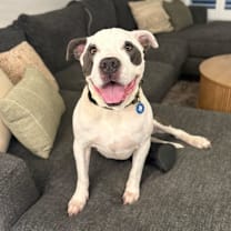 adopt-pet