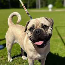 Thumbnail photo of Burger #1