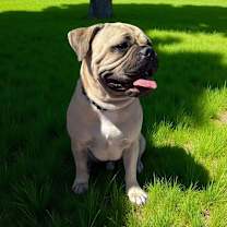 Thumbnail photo of Burger #4