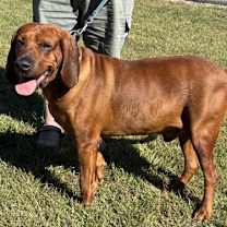 Thumbnail photo of Bo: 'My Home to Yours,' not at the shelter #1