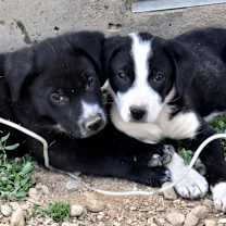 Thumbnail photo of Draven #4