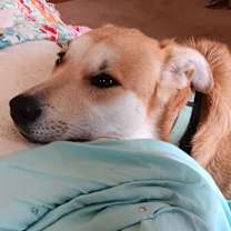 Thumbnail photo of Bailey #3