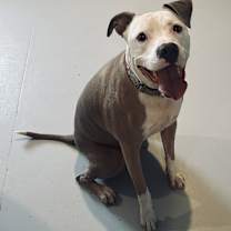 adopt-pet