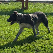 Thumbnail photo of Scarlet #4