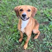 Thumbnail photo of Gobstopper #2