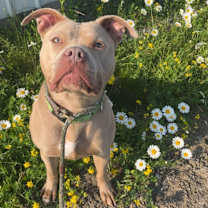 Thumbnail photo of Calea #1