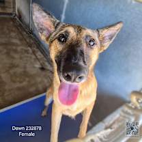 Thumbnail photo of Dawn #1