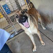 Thumbnail photo of Dawn #4