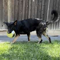 Thumbnail photo of Bruce #2