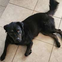 adopt-pet