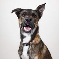 Thumbnail photo of Koda #1