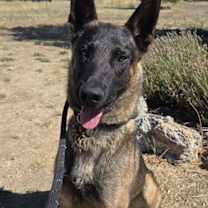 Thumbnail photo of Flint #3