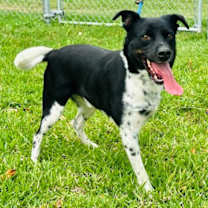 Thumbnail photo of Oreo #1