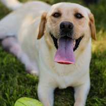 Thumbnail photo of Nova #1