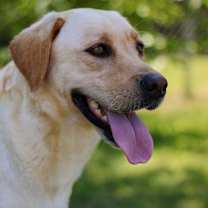 Thumbnail photo of Nova #2