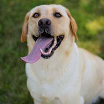 Thumbnail photo of Nova #3