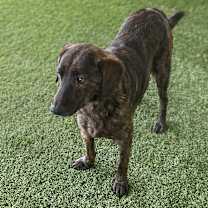 Thumbnail photo of DIPPER 9974 #1