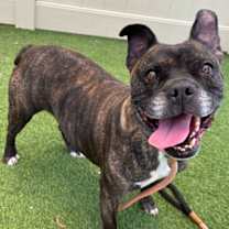 Thumbnail photo of PENELOPE #1