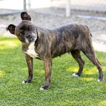 Thumbnail photo of PENELOPE #2