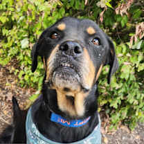 Thumbnail photo of Pepsi JuM #2