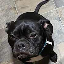 Thumbnail photo of Presley #3