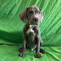 adopt-pet